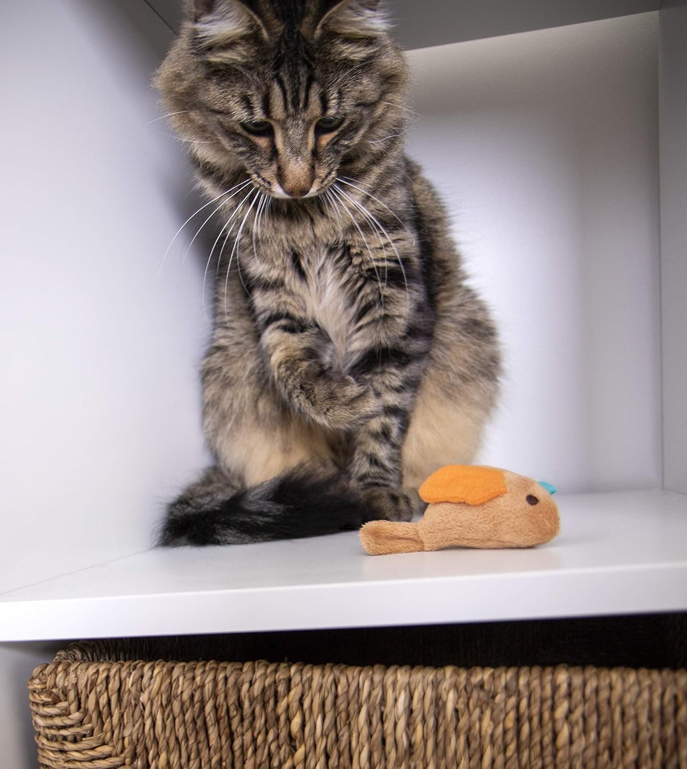 91kzoaupr8L._AC_SL1500_.jpg 91kzoaupr8L._AC_SL1500_.jpg